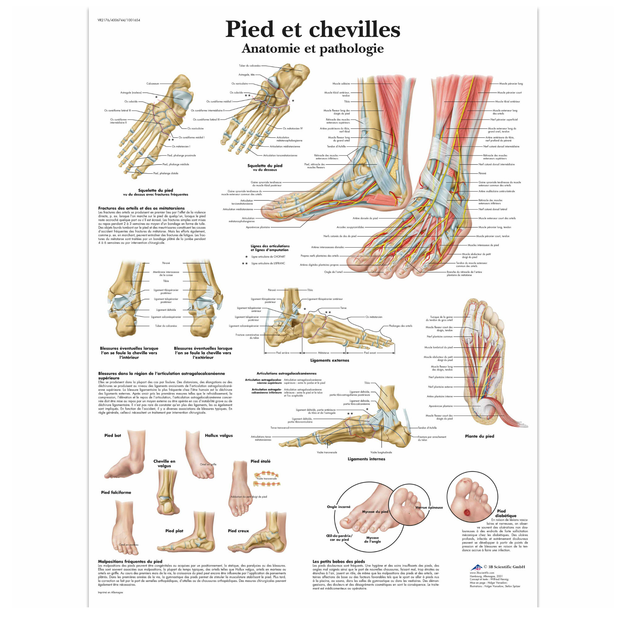 Planche anatomique - Pied et chevilles - Anatomie et pathologie - 3B Scientific